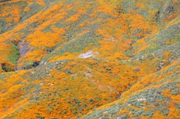 Valley of Orange24x36